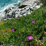 Agnic Τρογκίρ